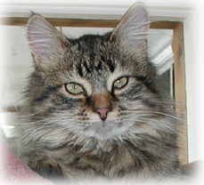 I do not like waiting for my Flint River Ranch cat food!