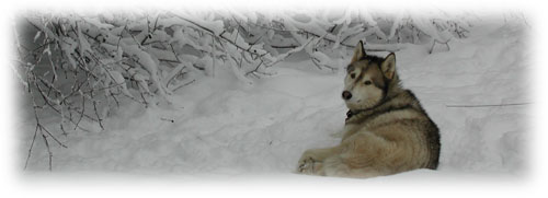 Aura waiting for a supper call for her Flint River Ranch Dog Food