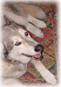 Mishka waiting for her Flint River Ranch Dry Water Dog Food