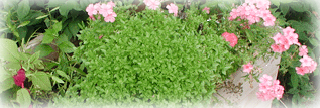 Basil is a Young Living oil