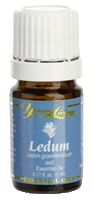Young Living Ledum