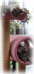 Simon and Garfunckle love Flint River Ranch cat food