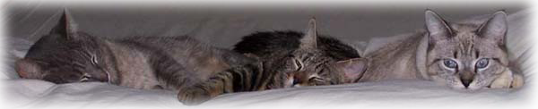 Sleepy cats after a dinner of Flint River Ranch cat food