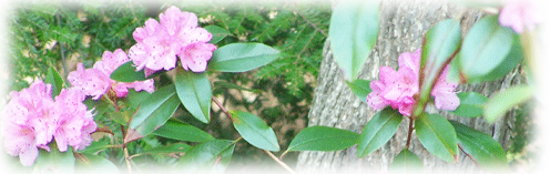 Beautiful rhododendron